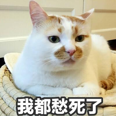 忧愁表情包